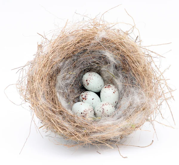 Nido de aves con cinco huevos en blanco . — Foto de Stock