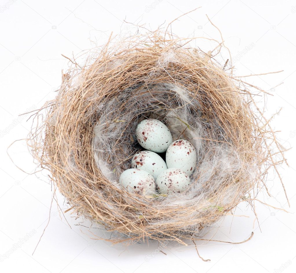 Bird's nest with five eggs on white.