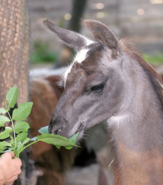 Lama in zoo. clipart