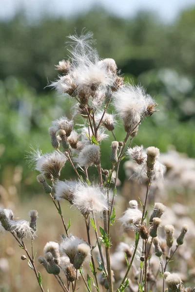 stock image Thistle.