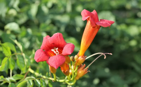 stock image Trumpet vine flowers.