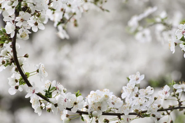 Весенний цветочный фон — стоковое фото