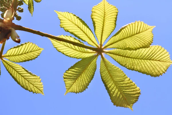 Fresh chestnut leaves — Stock Photo, Image