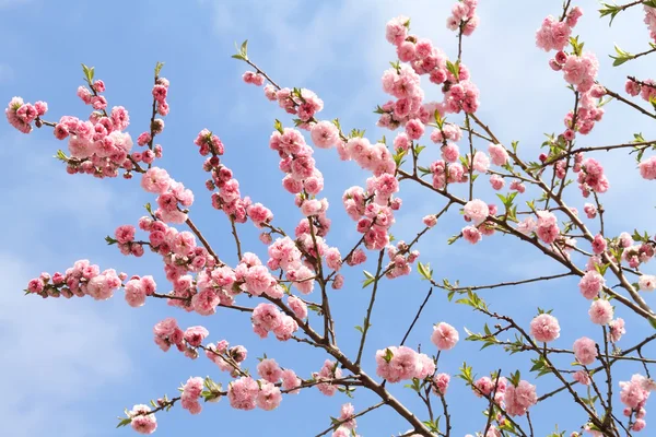 Персиковый цветок Лицензионные Стоковые Фото