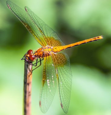 Dragonfly Sympetrum flaveolum clipart