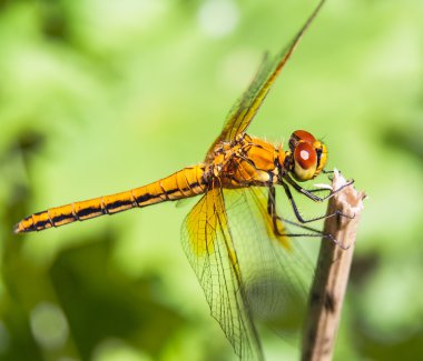 yusufçuk sympetrum flaveolum