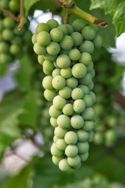 stock image Unripe grapes