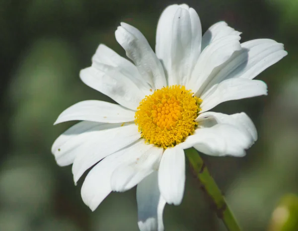 stock image Chamomile