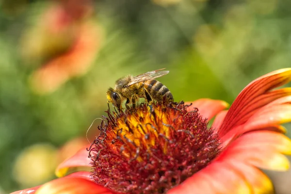 蜂の花 — ストック写真