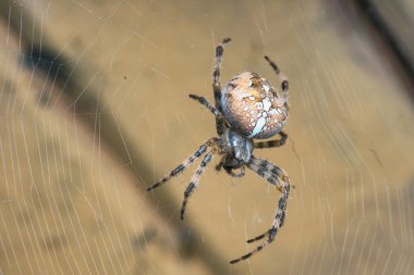 Araneus diadematus clipart