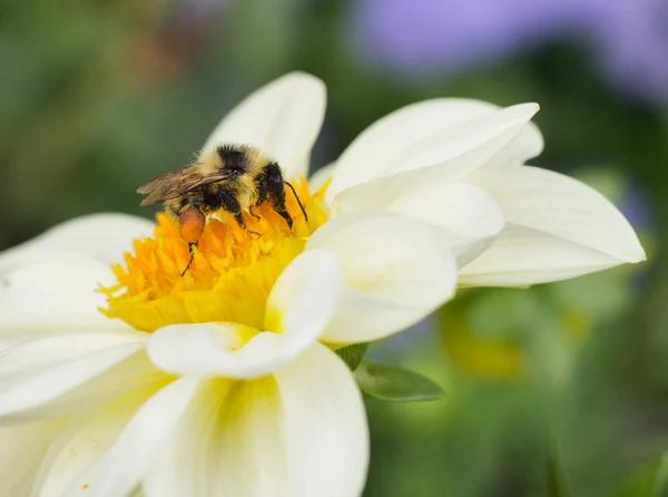 蜜蜂在花朵上 — 图库照片