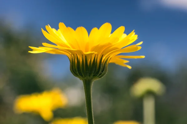 Flor de caléndula —  Fotos de Stock