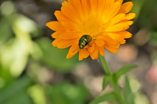 Coléoptère sur une fleur — Photo