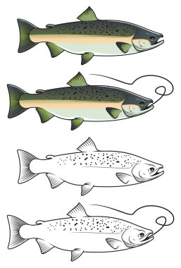 Chum salmon fish clipart