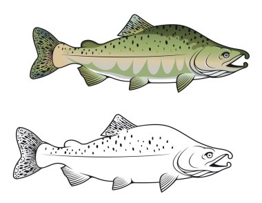 Hunchback salmon fish clipart