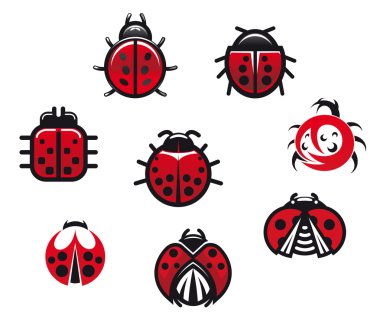 ladybugs ve ladybirds