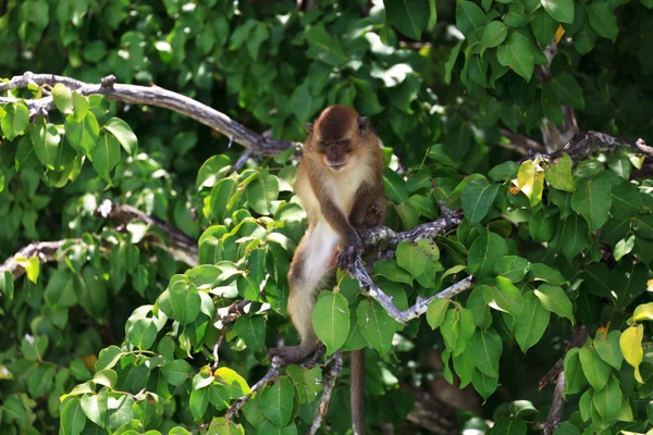 Kahverengi maymun — Stok fotoğraf