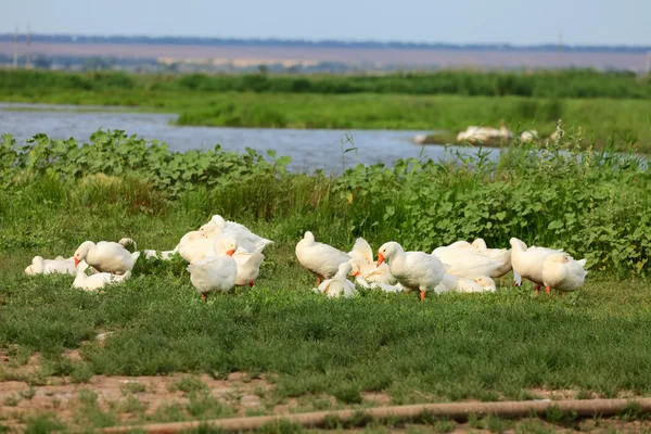 stock image White geese