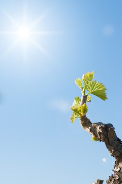 Vine Buds Bursting clipart