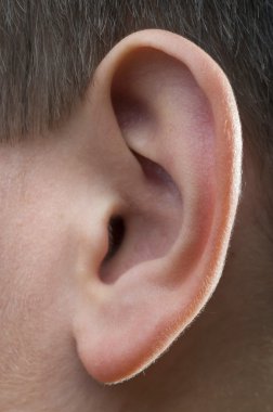 Childs Ear clipart