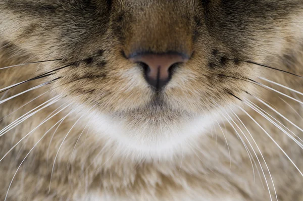 Naso di gatto — Foto Stock