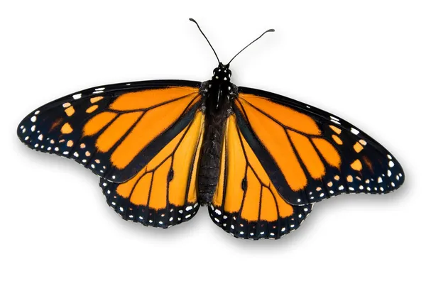 Метелик монарх Стокове Фото