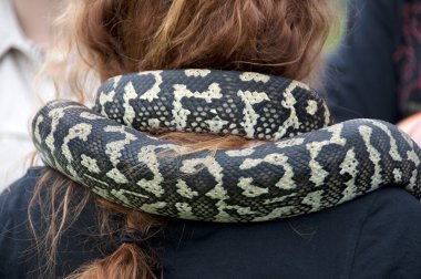 Boynuna bir yılan