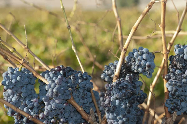 Shiraz szőlő — Stock Fotó