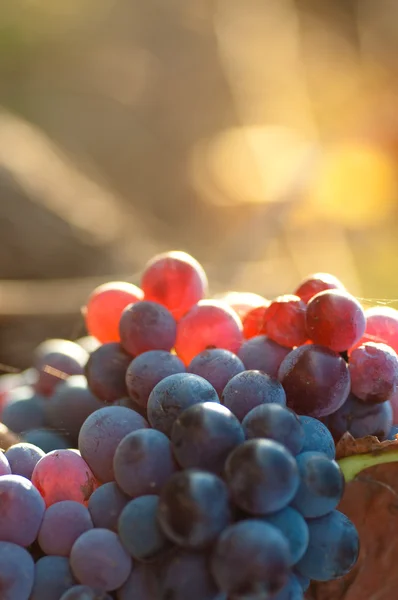 Grapes with blurred background — Stock Photo, Image