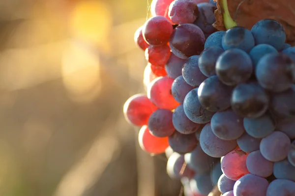 Winogrona z tło zamazane pole — Zdjęcie stockowe