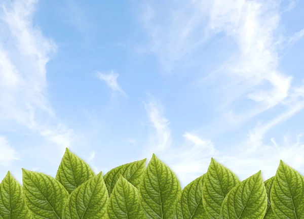 Green leaves with blue sky — Stock Photo, Image