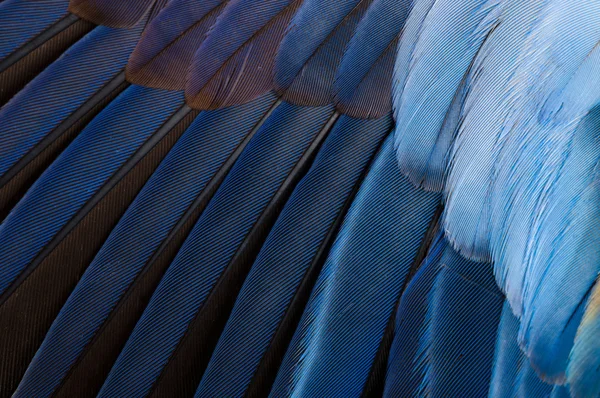 Penas de papagaio de pássaro — Fotografia de Stock