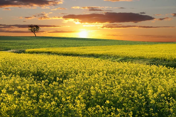 Canola veld met zon instelling — Stockfoto