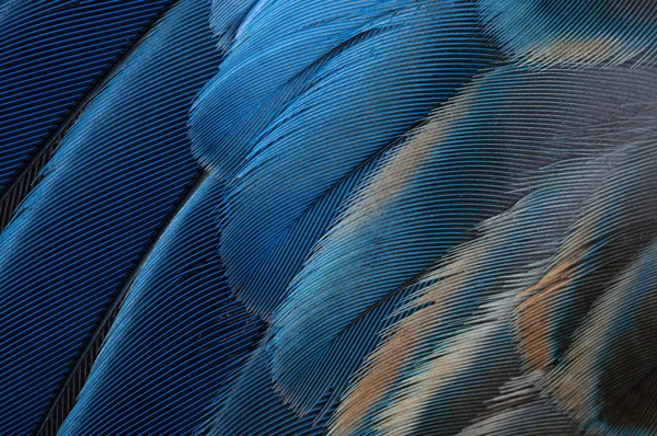 Fågel papegoja fjädrar — Stockfoto