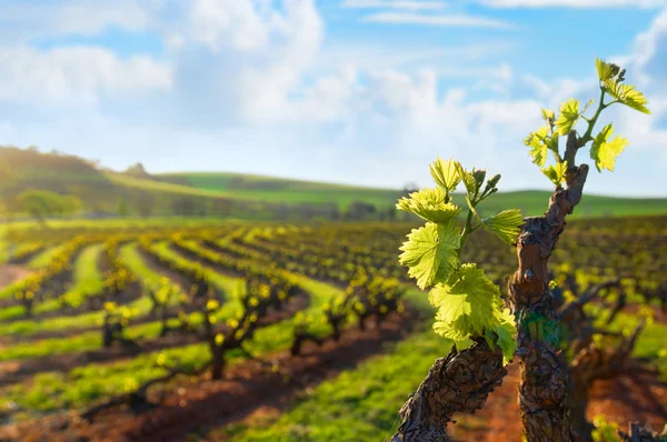 Долині Баросса виноградник — стокове фото