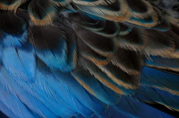 Пташиний Parrot пір'я Ліцензійні Стокові Зображення