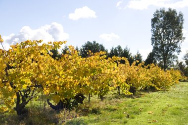 Barossa valley bağ