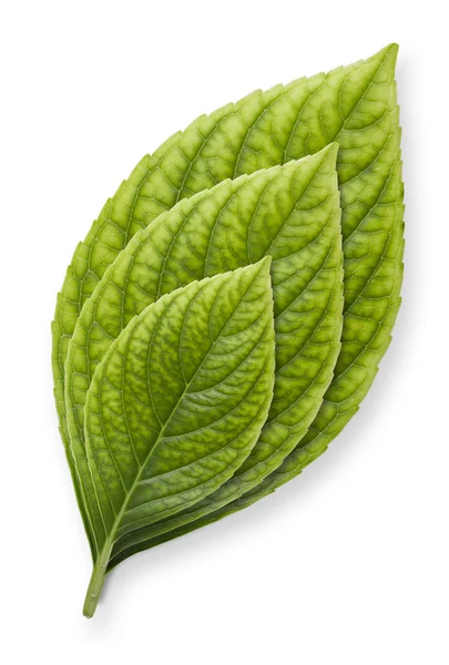 Leaf In Growth Stages — Stock Photo, Image