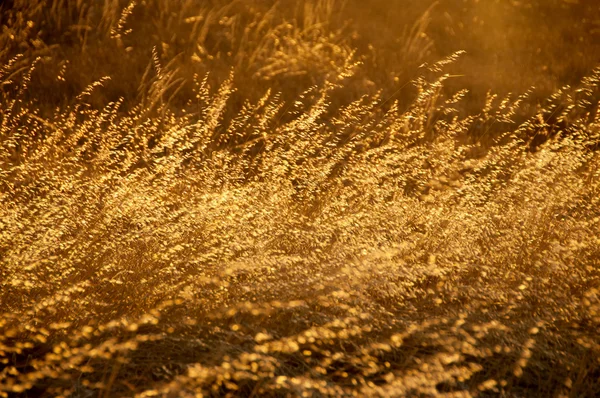 Pšenice gtass pole — Stock fotografie