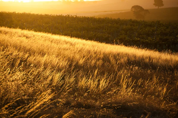 Wheat Gtass Field — Stock Photo, Image