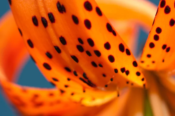 Tigerlilie — Stockfoto