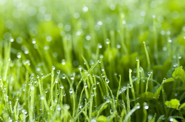 Yeşil çimlerin üzerindeki çiy tanesi — Stok fotoğraf