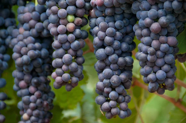 Uvas rojas colgantes — Foto de Stock