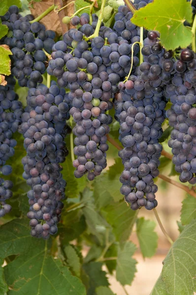 Wiszące czerwone winogrona — Zdjęcie stockowe