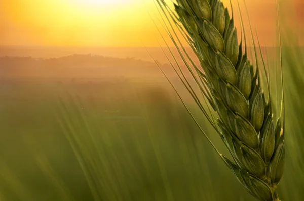 Поле пшениці на заході сонця Стокове Фото