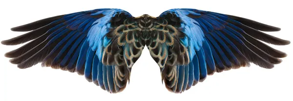Blaue Vogelflügel isoliert — Stockfoto