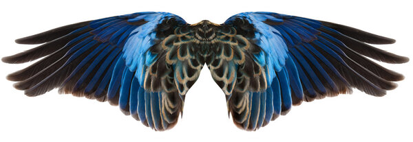 Blue Bird Wings Isolated