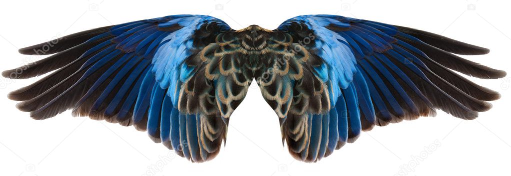 Blue Bird Wings Isolated