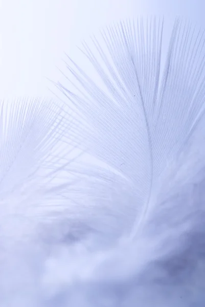 Feather Background — Stock Photo, Image