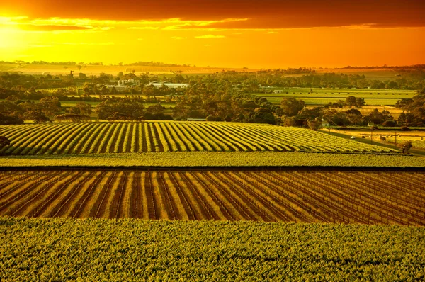 Баросса виноградників Австралії Стокове Фото